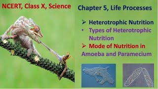 Class 10, Science, Chapter 5 - Life Processes- Part 3 | Heterotrophic Nutrition, Amoeba, Paramecium