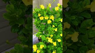 #beautiful #yellow allamanda #flowers #short #shortsvideo #shortvideo