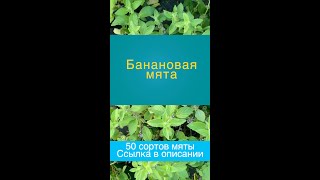 Банановая мята #shorts