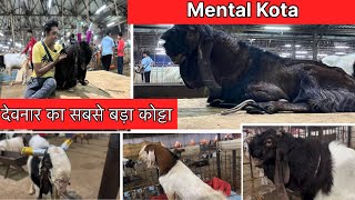 Mental Kota  || Begest kotta collection || deonar bakra Mandi update 2024 || 😱😱