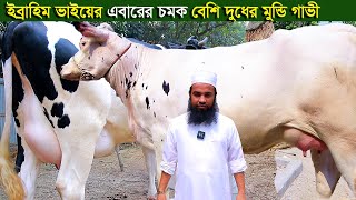 বেশি দুধের মুন্ডি গাভী সহ ৩০লিটার দুধের গাভী দিচ্ছেন ইব্রাহিম ভাই dairy farm