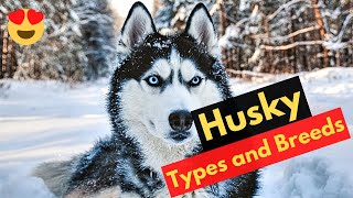 What are the Different Types and Breeds of Husky Dogs? How many Husky breeds are there?