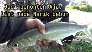 MUSTI BELAJAR LAGI TEHNIK MANCING BANDENG BABON || TIKET TURUN 30 K