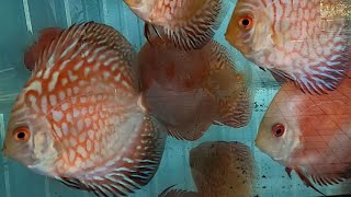 Discus Fish Arowana Flowerhorn Koi Black Ghost Soft Shell Turtles animals Videos