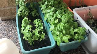 Growing Basil