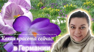 С первым днём весны! Германия сегодня/ В Германии уже все цветёт полным ходом