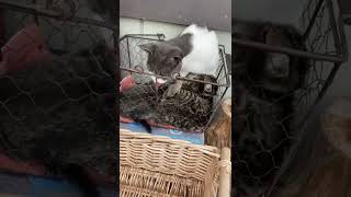 Mama Cat Grooming Her Kittens #cat #kittens #kitty