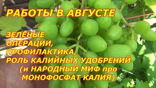 Важные работы с виноградом в Августе.  Народный миф про монокалийфосфат