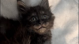 Three purebred 5-star Maine coon kittens