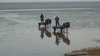 Clam digging at low tide in China's Yellow sea