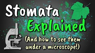 Stomata Explained // How to View Stomata (Stomatal Peel)