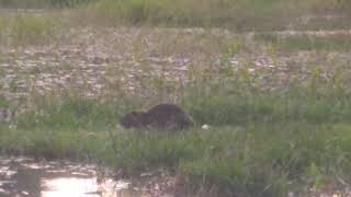 Castor na represa