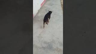 The dog 🐕 is walking alone the dog 🐶 status most important thing#nature #dog #doglover #pitbulllove