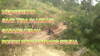 MENGERIKAN SETELAH CEK LOKASI SARANG TRIGONA ALHASIL POHON PUN  TUMBANGKAN SEMUA