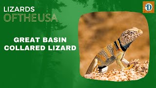 GREAT BASIN COLLARED LIZARD