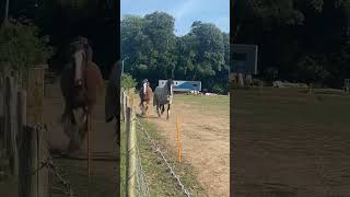 Two Shires Trotting 😍🥹🐴🐎