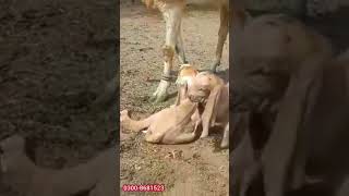 pure makhi cheeni goat | #shorts | shortvideo | shorts