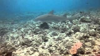 Bora Bora - Diving with lemon sharks