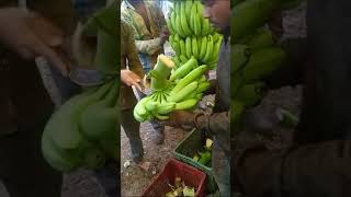 Harvesting of Banana in Raver(MH)🍌😍@Bananasmartfarming