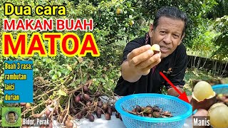 MAKAN BUAH MATOA | Dua cara