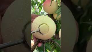 Fresh fruit ninja fruit cutting #moromjan rathin #shorts