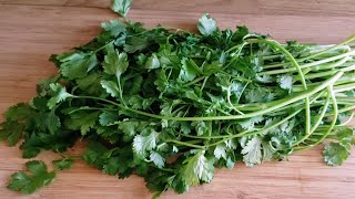 Como CONSERVAR el cilantro FRESCO por más de un MES