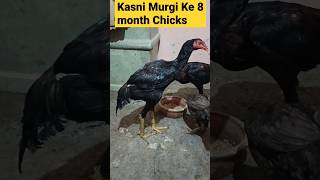 Kasni Murgi Ke Bache | 8 month old | #aseelmurga #aseelmurgalover #aseelbachhe #shortvideo