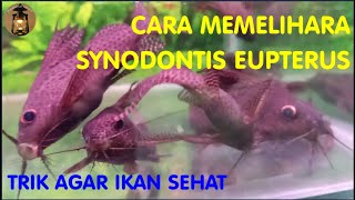 Cara Memelihara Ikan Synodontis Eupterus | Ayu Damar Lampu