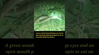 Nature's Epic Battle: Green Frog vs. Australian Death Adder!