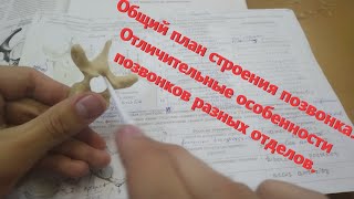 Общий план строения позвонка. Отличительные особенности позвонков разных отделов.