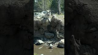 Grizzly and Wolf Discovery Center  #yellowstone #grizzlies #wolf #rvtravel #fulltimervfamily