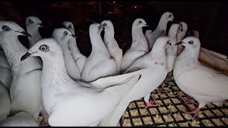 RADOM Gołębie pigeons targ Andrzej W. 16.11.2024 cz.1/5💥Gołębie jasne i wyszwance Andrzeja Radom💥