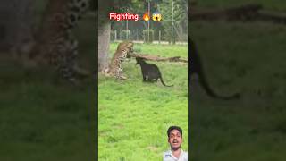 jaguar vs chitah fighting 🔥😱 #shorts #jaguar #chitah #collectwilds