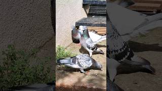 Import Line Racing Pigeons #youtubeshorts #racingpigeon #pigeons