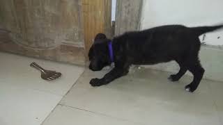 Cute funny little Labrador confused and angrily barking at utensils