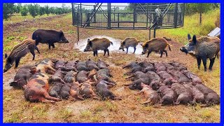 Processing Factory - Black Pig Farming  How Farmers Raise Black Pig Under The Oak