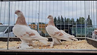 JEDLIŃSK Gołębie pigeons targ Andrzej W. 28.07.2024 cz.2/3💥Gołębie jasne i wyszwance Andrzeja Radom💥