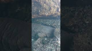 Komodo dragon trapped in a rock hole