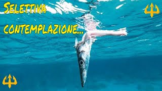 Pesca sub   :    🔱Selettiva contemplazione. (Fishing Sardegna)