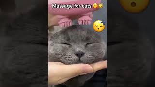 Massage session for the cat 😻please support me with your admire 👍🏼and share 🔄all around   Do🔔