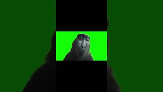 Monkey Stares At Camera - Green Screen