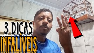 3 DICAS INFALÍVEIS PARA VOCE NAO ACABAR ESTRAGANDO O SEU COLEIRO E PAPA CAPIM @manotom