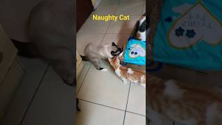 Naughty Cat Want to open box // #catcatfunnyfightcompilation #cat #funnycatfight #dailyvlogs