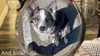 Remi's Rehabilitation - Boise Idaho Dog Training