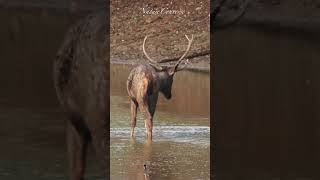 Beautiful Sambar deer at the river #nature #shorts