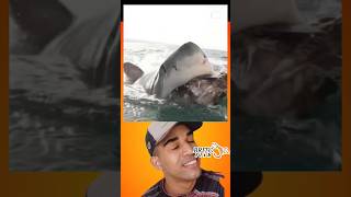 TUBARÃO shark #memes #pesca