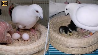 Changing Pigeon Eggs with Chicken's