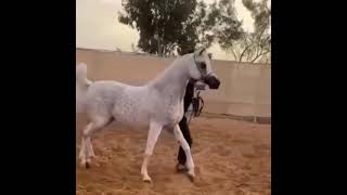 الخيل واليل والبيداء تعرفني😘😍😍😍😍😍😍😍😍😍😍😍😍😍😍😍😍😍😍😍😍😍