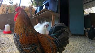 Fun Relaxing Chickens Video Sounds Noises ASMR!