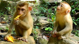 Baby monkey Sheba tries to eat this fruit to fulfill her hungry stomach | Monkey Sheba